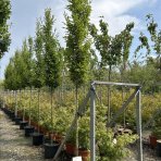 Hrab obyčajný (Carpinus betulus) ´PYRAMIDALIS´ - výška 400-450 cm, obvod kmeňa 10/12 cm, kont. C55L